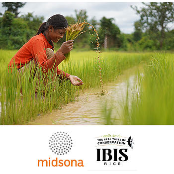 Midsona & Ibis Rice